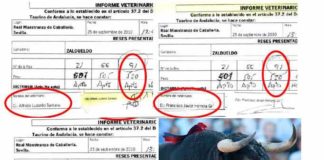 Los tres veterinarios aprobaron al toro de Zalduendo que el Gobierno vasco rechazó un mes antes por 'despitorrado' del cuerno derecho.