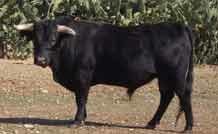 A un mes de la Feria de Abril, aún no ha comenzado el señalamiento en el campo