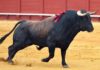 Toro de Conde de la Maza.