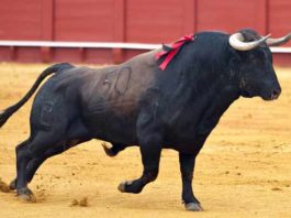 Toro de Conde de la Maza.