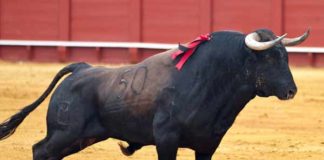 Toro de Conde de la Maza.