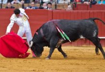Puntuales fogonazos de Oliva Soto Buen derechazo de Oliva Soto esta tarde. (FOTO: Paco Díaz/toroimagen.com)