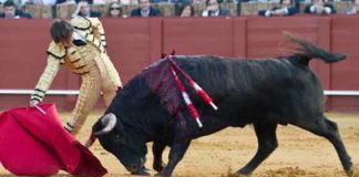 El sevillano Antonio Barrera en un derechazo. (FOTO: Paco Díaz/toroimagen.com)