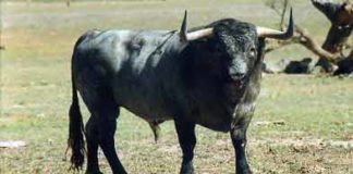 Astado de la ganadería sevillana de Partido de Resina.