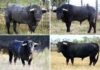 Los ocho toros de la ganadería de Victorino Martín apartados para la Feria de Abril. (FOTO: Jaime Serrano)