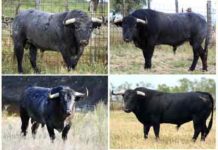 Los toros de Victorino Martín para la Feria de Abril (GALERÍA GRÁFICA) Los ocho toros de la ganadería de Victorino Martín apartados para la Feria de Abril. (FOTO: Jaime Serrano)