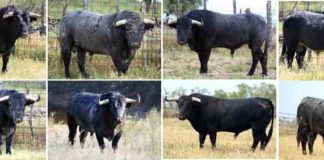 Los ocho toros de la ganadería de Victorino Martín apartados para la Feria de Abril. (FOTO: Jaime Serrano)