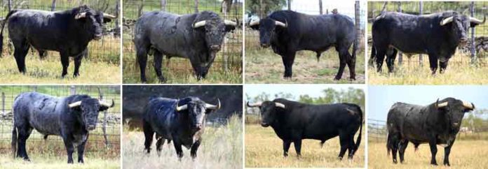 Los ocho toros de la ganadería de Victorino Martín apartados para la Feria de Abril. (FOTO: Jaime Serrano)