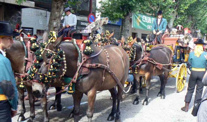 Ante la suspensión de la empresa de la Maestranza, el Real Club de Enganches celebró la exhibición en las calles aledañas a la plaza con sol.