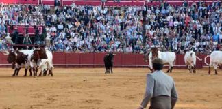 El quinto, devuelto a corrales. (FOTO: Paco Díaz/toroimagen.com)