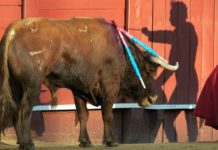 El día del Corpus: ¿playa o toros? La sombra y la realidad de Sevilla. (FOTO: Paco Díaz/toroimagen.com)