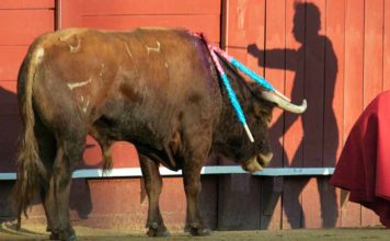 La sombra y la realidad de Sevilla. (FOTO: Paco Díaz/toroimagen.com)