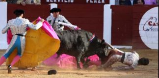 Instante de la cornada del banderillero Juan Sierra esta tarde en Plasencia. (FOTO: mundotoro.com)