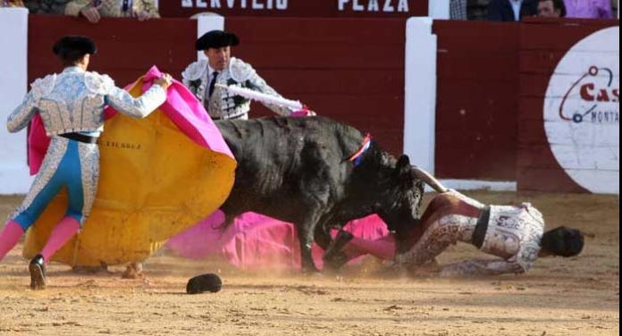 Instante de la cornada del banderillero Juan Sierra esta tarde en Plasencia. (FOTO: mundotoro.com)