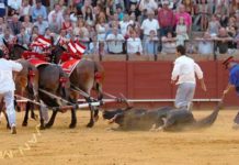 Una grandiosa realidad Rafaelito Mesa, arenero de la Maestranza. (FOTO: Matito)