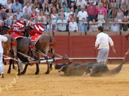 Rafaelito Mesa, arenero de la Maestranza. (FOTO: Matito)
