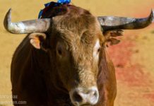 ¿Así es el ‘toro de Sevilla’? (I)