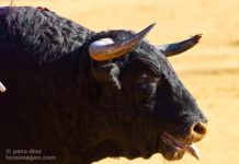 ¿Así es el ‘toro de Sevilla’? (II)