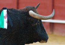 ¿Así es el ‘toro de Sevilla’? (y III)