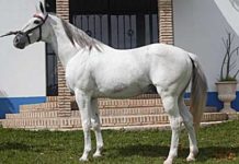 El caballo ‘Distinto’, operado de extrema gravedad El caballo 'Distinto', de la cuadra del sevillano Diego Ventura.