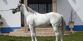 El caballo 'Distinto', de la cuadra del sevillano Diego Ventura.