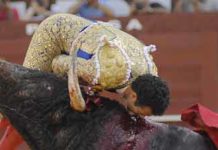 Víctor Puerto cae herido Instante de la cornada de Víctor Puerto en Málaga esta tarde. (FOTO: Joaquín Bueno/mundotoro.com)