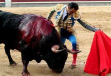 Uno de los buenos muletazos de El Cid al destacado toro de Puerto de San Lorenzo esta tarde en Madrid. (FOTO: mundotoro.com)