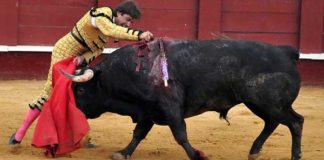 La excelente estocada premiada de Antonio Barrera. (FOTO: Pepe Pastor)