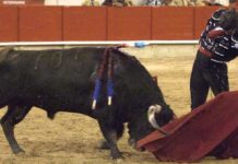 Morante corta dos orejas en su última tarde en Barcelona Morante, en un natural al sobrero de Juan Pedro hoy en Barcelona. (FOTO: Prime Time Comunicacion/mundotoro.com)