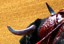 La JUNTA de ANDALUCÍA no remite ni un solo pitón de San Miguel a analizar (GALERÍA GRÁFICA) Lamentable imagen, con un toro con el pitón izquierdo completamente destrozado, lleno de lascas y ensangrentado; y no derrotó contra los burladeros. (FOTO: Sevilla Taurina)