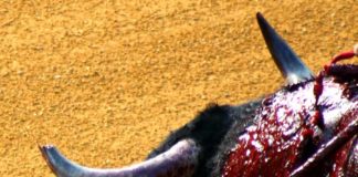 Lamentable imagen, con un toro con el pitón izquierdo completamente destrozado, lleno de lascas y ensangrentado; y no derrotó contra los burladeros. (FOTO: Sevilla Taurina)