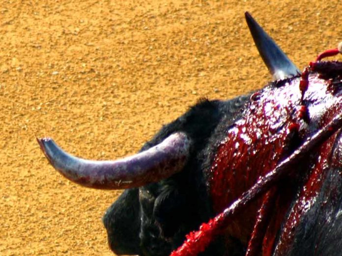 Lamentable imagen, con un toro con el pitón izquierdo completamente destrozado, lleno de lascas y ensangrentado; y no derrotó contra los burladeros. (FOTO: Sevilla Taurina)