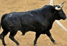 ‘Telito’, del hierro sevillano de Guardiola, ‘Mejor toro’ de la Feria de Málaga Impecable la presencia del toro de Salvador Guardiola premiado en Málaga. (FOTO: Pepe Pastor)