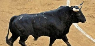 Impecable la presencia del toro de Salvador Guardiola premiado en Málaga. (FOTO: Pepe Pastor)