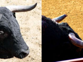El mismo toro en San Miguel: el día anterior en el reconocimiento, y durante la lidia en la Maestranza. (FOTO: lamaestranza.es / Sevilla Taurina)
