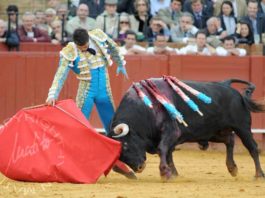 'Arrojado', de la ganadería de Núñez del Cuvillo, el toro histórico de la temporada. (FOTO: López-Matito)