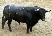 El toro 'Arrojado' de Núñez del Cuvillo.