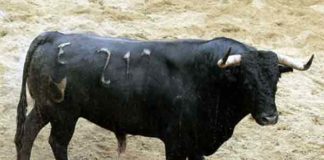 El toro 'Arrojado' de Núñez del Cuvillo.