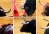 Aunque parezca imposible, estos toros se lidiaron el año pasado en la Maestranza; la Junta de Andalucía no vio anomalía alguna y ningún pitón se envió a analizar post-mortem. (FOTOS: Javier Martínez)