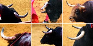 Aunque parezca imposible, estos toros se lidiaron el año pasado en la Maestranza; la Junta de Andalucía no vio anomalía alguna y ningún pitón se envió a analizar post-mortem. (FOTOS: Javier Martínez)