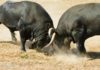 Dos toros apartados para Sevilla se embisten en fiera pelea. (FOTO: Pao Díaz/Toroimagen)