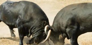 Dos toros apartados para Sevilla se embisten en fiera pelea. (FOTO: Pao Díaz/Toroimagen)