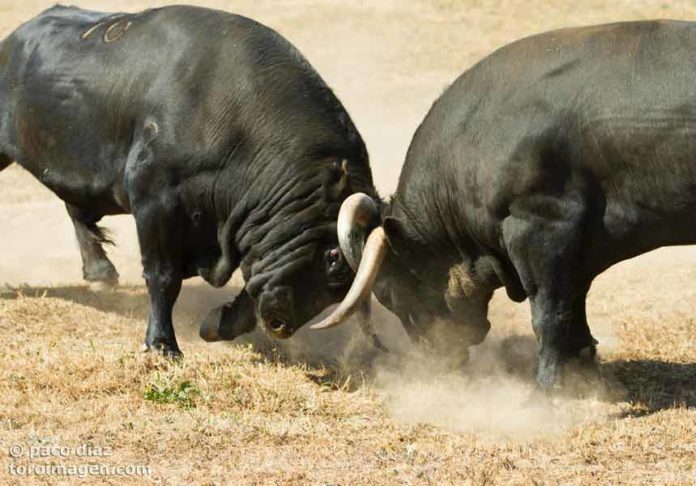 Dos toros apartados para Sevilla se embisten en fiera pelea. (FOTO: Pao Díaz/Toroimagen)