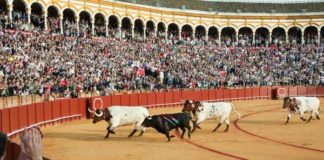 El toro 'Arrojado' regresa a los corrales tras ser indultado. (FOTO: Paco Díaz)