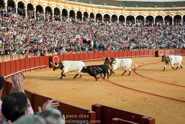 El toro 'Arrojado' regresa a los corrales tras ser indultado. (FOTO: Paco Díaz)
