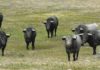 Los siete toros que Victorino Martín tenía preparados en principio para Sevilla. (FOTO: José Luis Ballester/badajoztaurina.com)