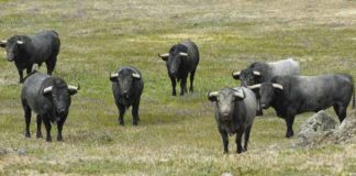 Los siete toros que Victorino Martín tenía preparados en principio para Sevilla. (FOTO: José Luis Ballester/badajoztaurina.com)