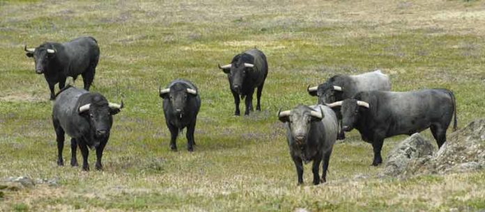 Los siete toros que Victorino Martín tenía preparados en principio para Sevilla. (FOTO: José Luis Ballester/badajoztaurina.com)