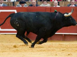 Un toro de Fuente Ymbro serio y galopando en la pasada Feria de Abril. (FOTO: Paco Díaz)