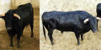 El mismo toro de Daniel Ruiz, número 15, 'Cazador': de los corrales de Arnedo (tercera categoría), a los corrales de la Maestranza (primera categoría).